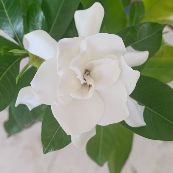 13_gardenias